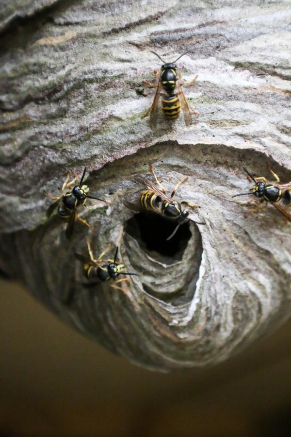 Hoornaar wespen nest.jpg